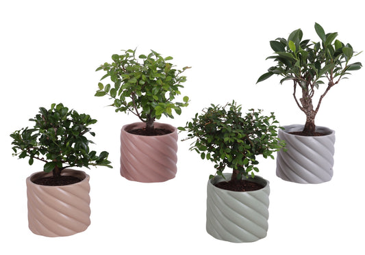 Bonsai mix 25cm 11cm Pot