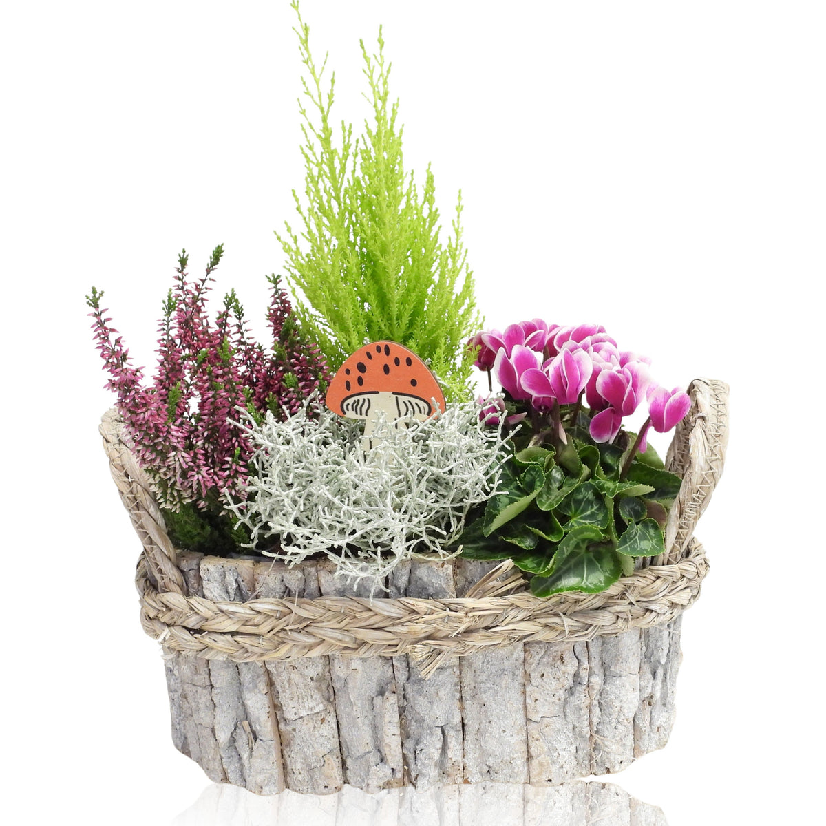 Outdoor arrangement 30cm 27cm Pot