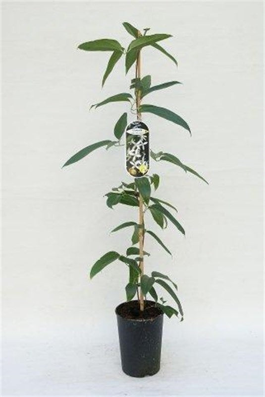 Clematis Little White Charm 90cm 17cm Pot