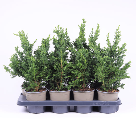 Chamaecyparis obtusa Draht 32cm 13cm Pot
