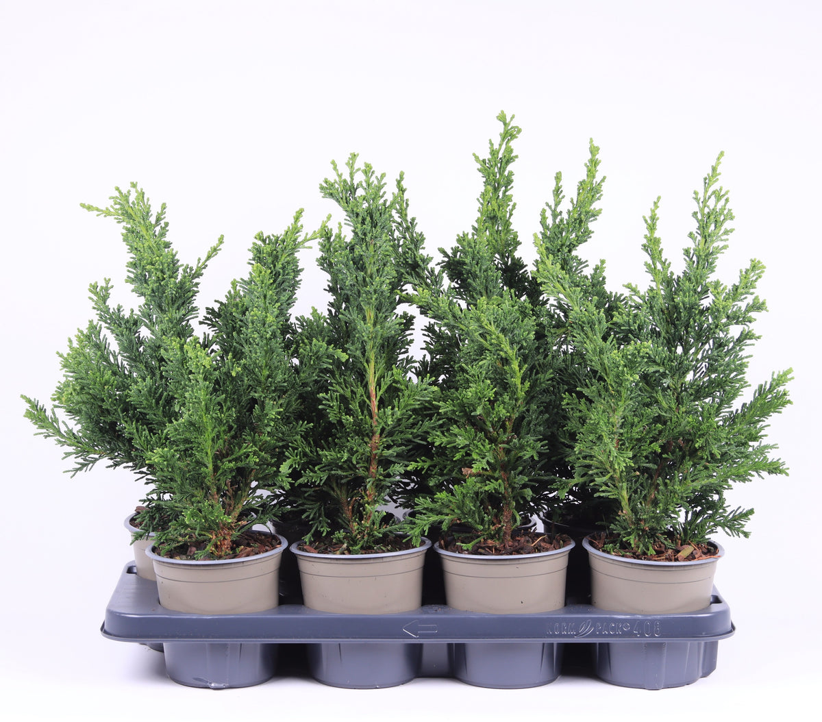 Chamaecyparis obtusa Draht 32cm 13cm Pot