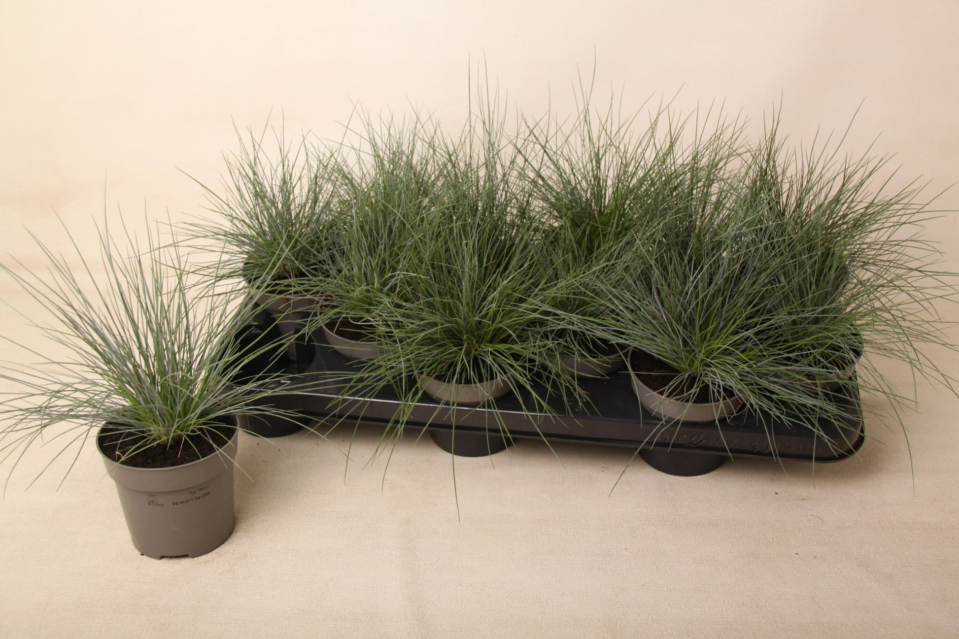 Valk BV Patioplant Festuca Elijah Blue Pack of 12