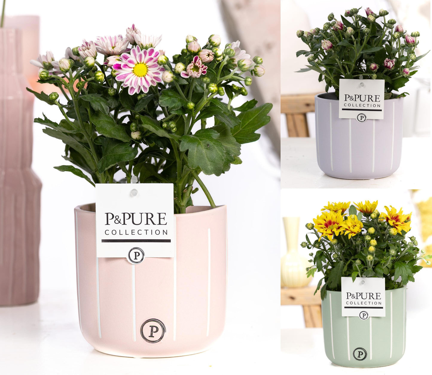 Pure Collection Chrysanthemum bicolour mix Pack of 5