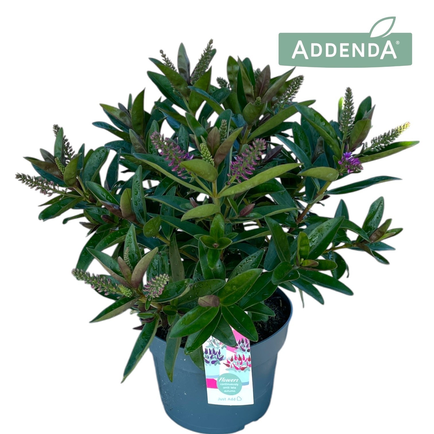 Hebe Hebedonna Emma 40cm 17cm Pot