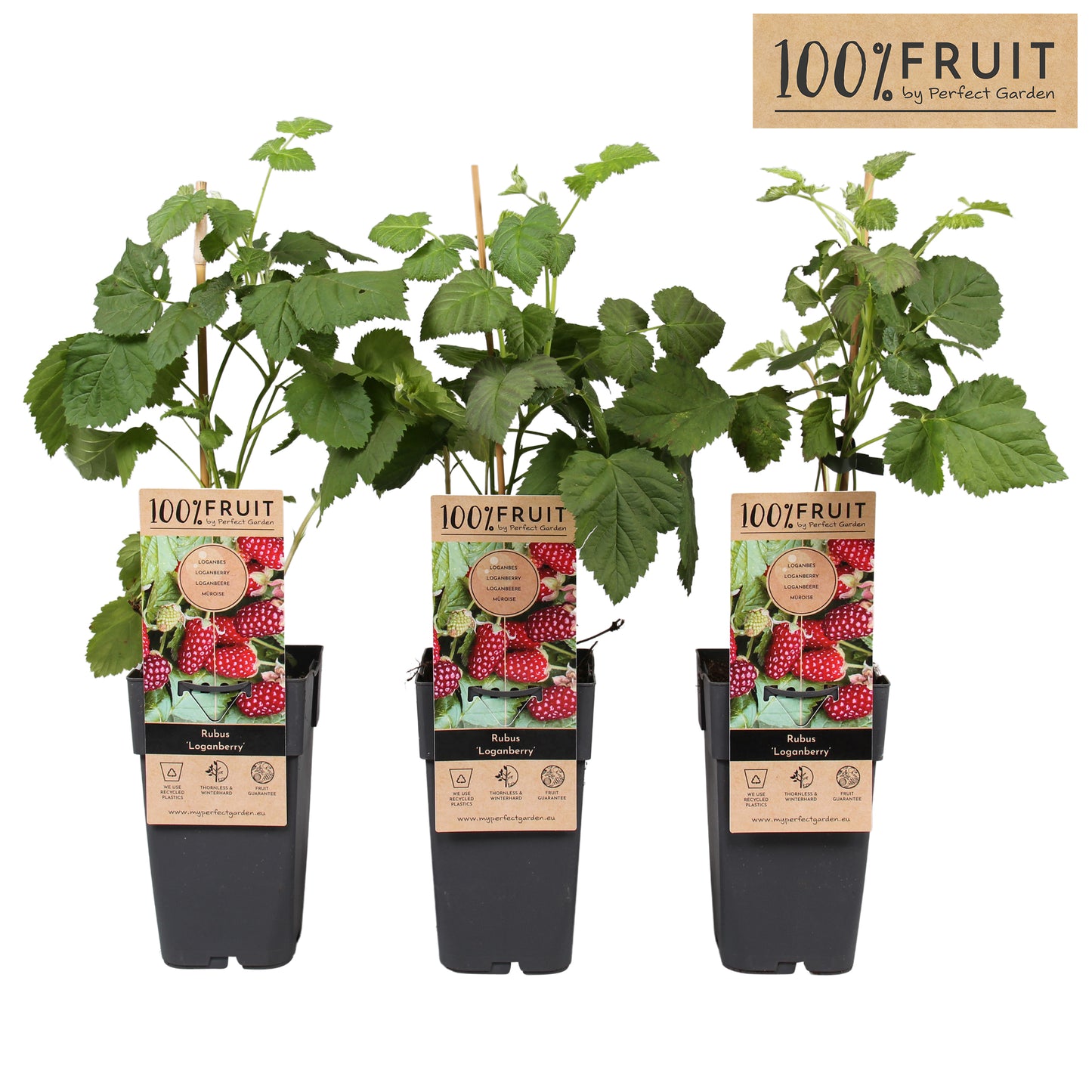 Rubus Loganberry (Raspberry x Blackberry hybrid) 65cm 15cm Pot