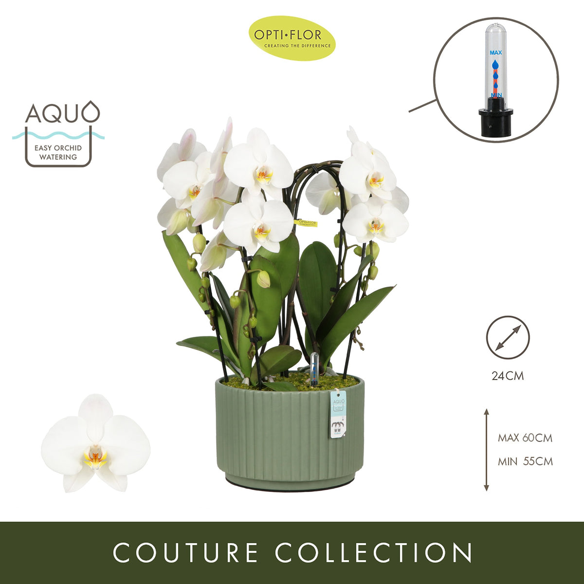Phalaenopsis arrangement 24cm Pot