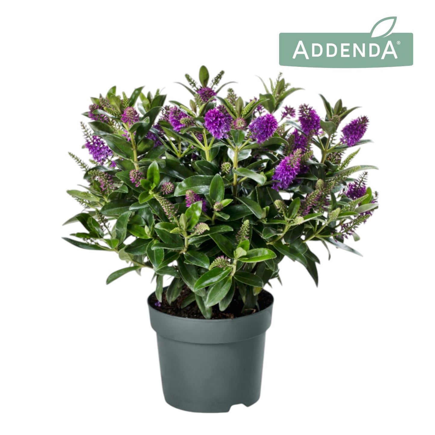 Hebe Hebedonna Emma 30cm 15cm Pot