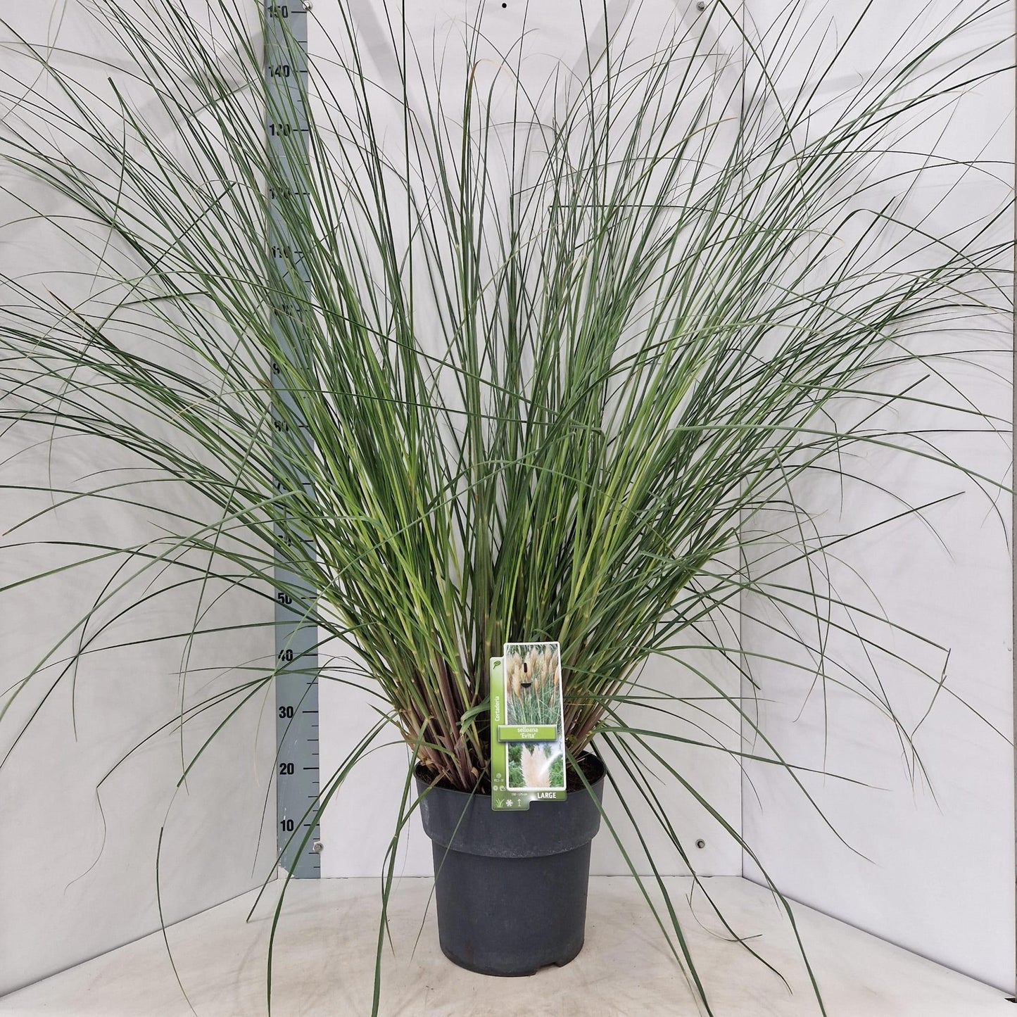 Cortaderia selloana 150cm 29cm Pot