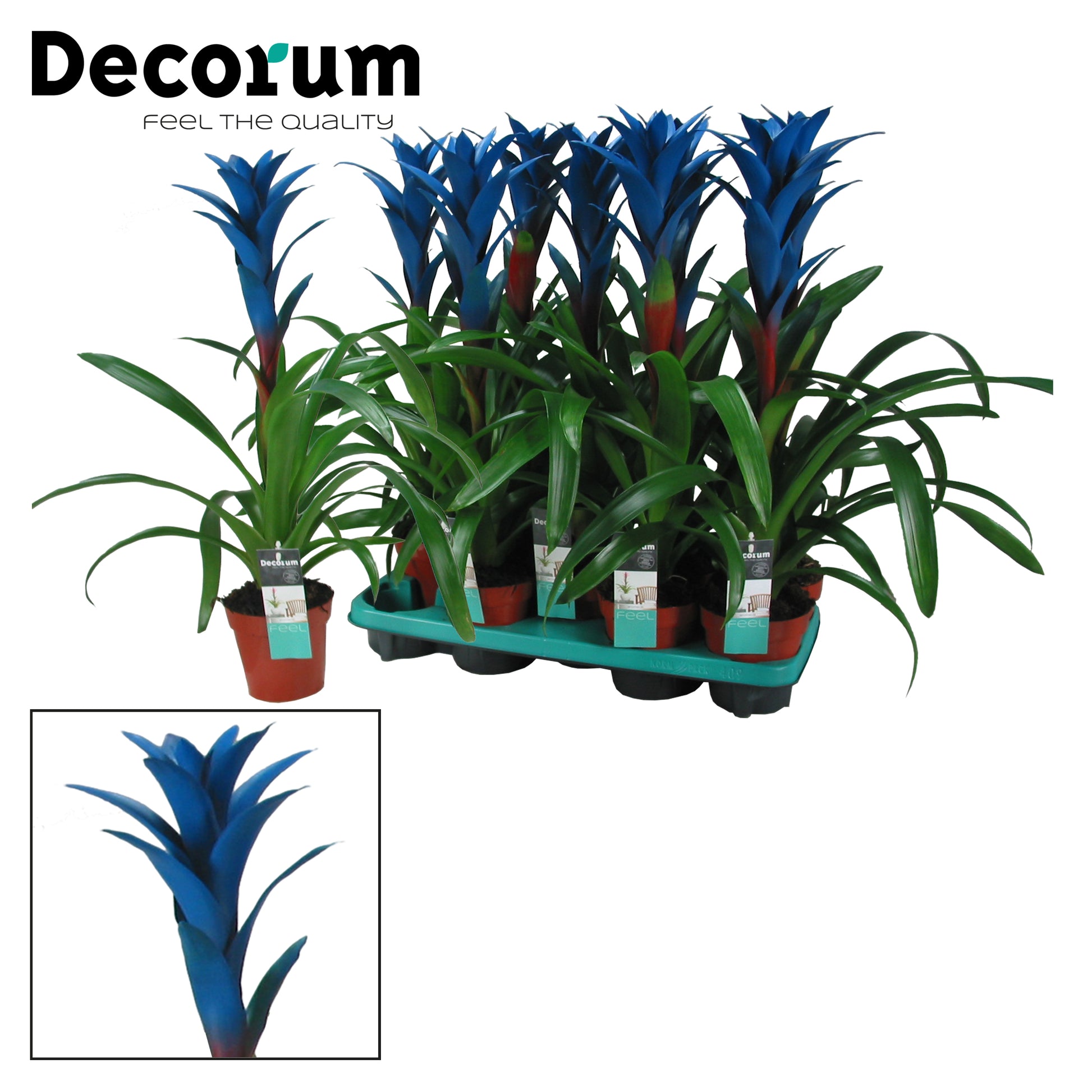 JungleStar BV Guzmania Ocean Blue Pack of 9