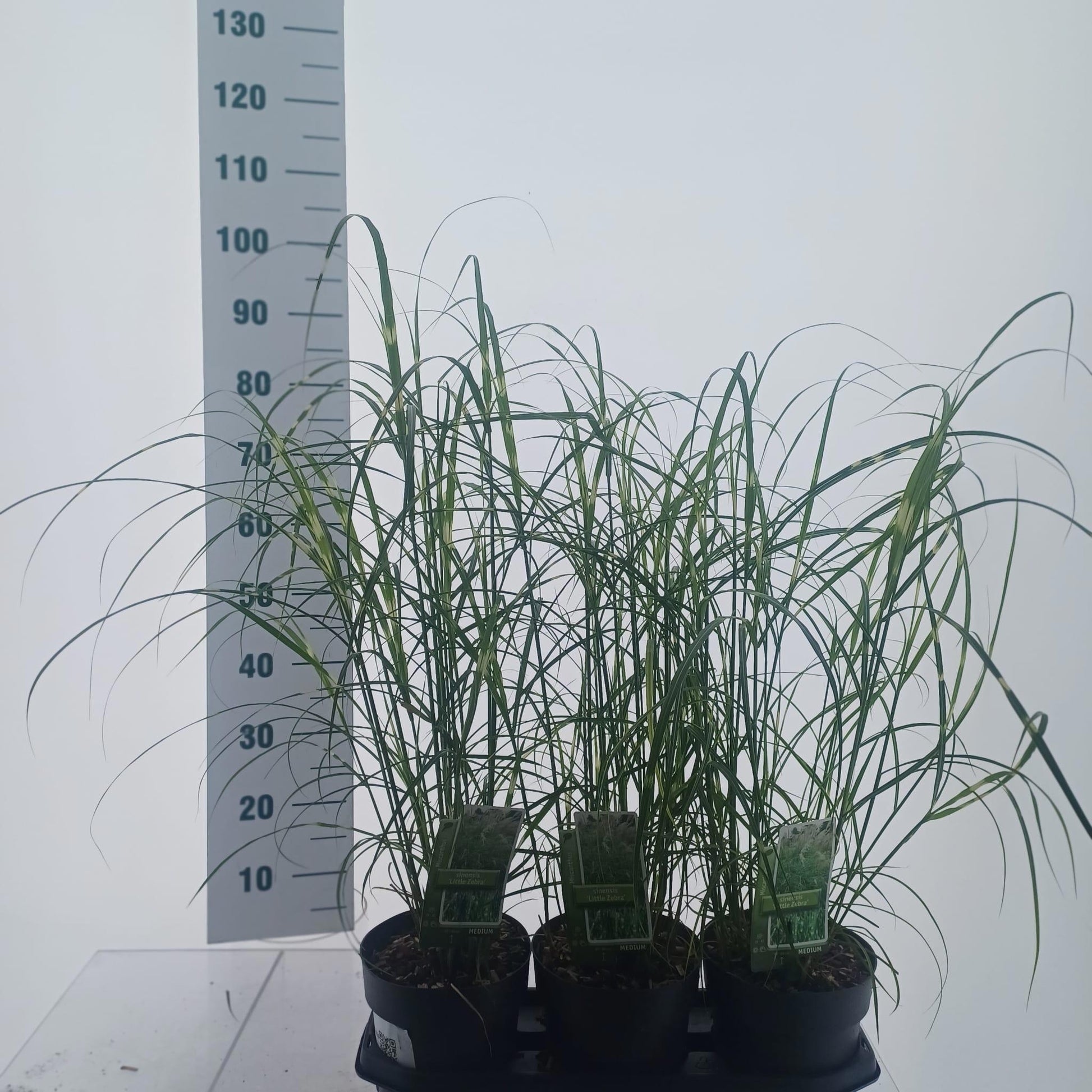 Miscanthus sinensis 85cm 19cm Pot