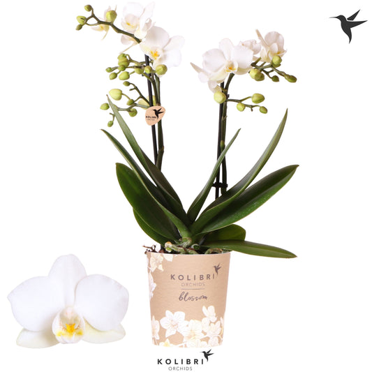 Phalaenopsis Zurich 35cm 9cm Pot