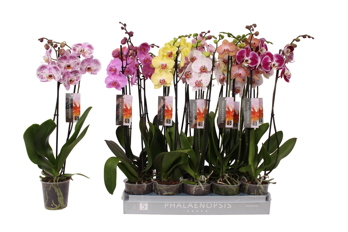 Phalaenopsis mix 60cm 12cm Pot