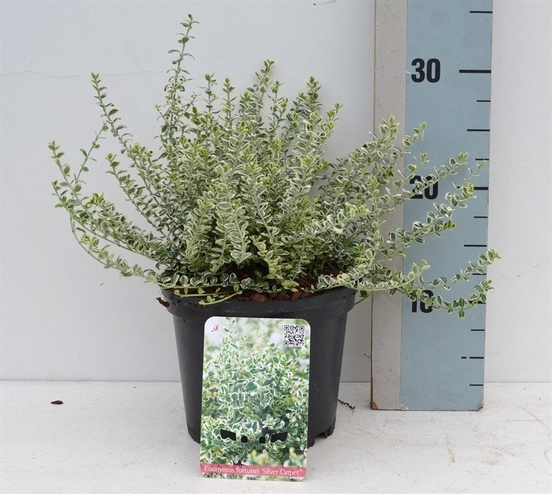 Euonymus Silvercarpet 30cm 17cm Pot