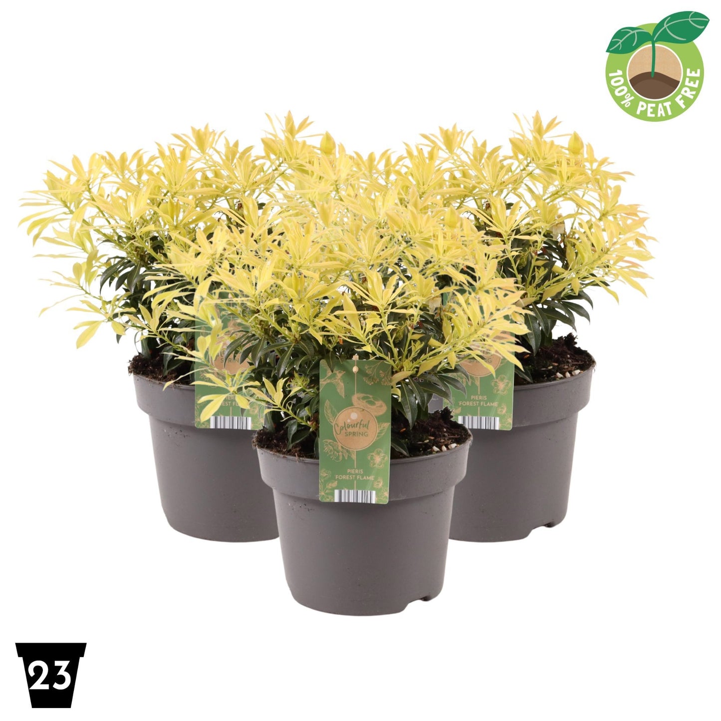 Pieris japonica Forest Flame 40cm 23cm Pot