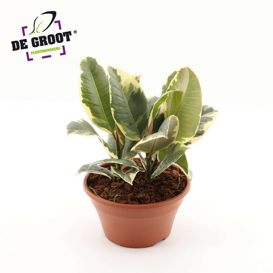 Ficus Tineke 35cm 23cm Pot