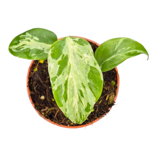Monstera Variegated 10cm 7cm Pot
