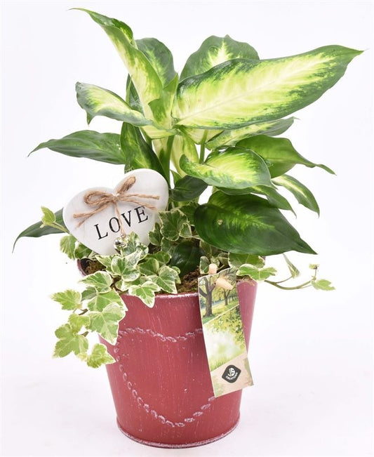 Indoor arrangement 13cm Pot