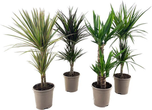 Houseplants mix trunk 75cm 17cm Pot