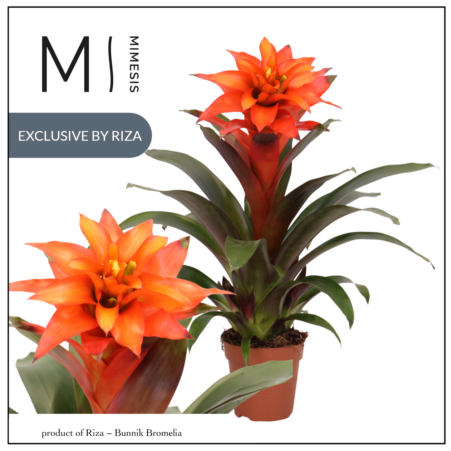 Riza Bromelia Specialist Guzmania Fiero Orange Pack of 10