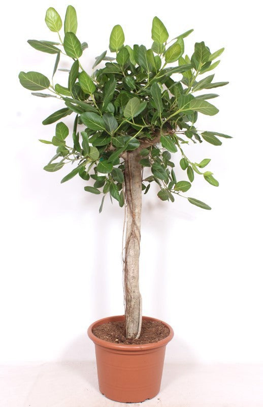 Ficus benghalensis 180cm 45cm Pot