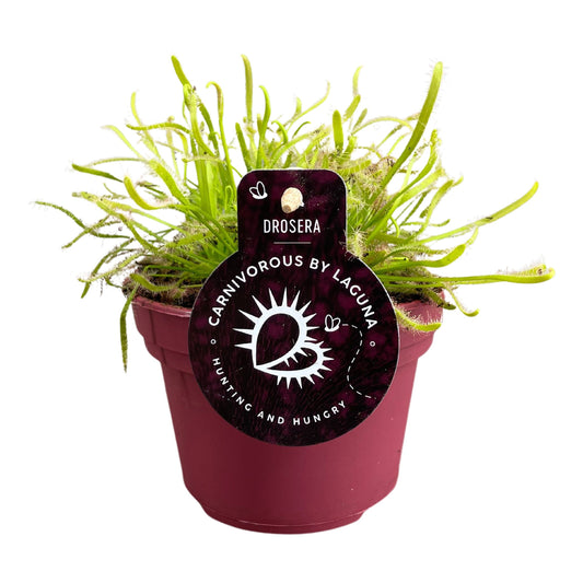 Drosera mix 17cm 12cm Pot