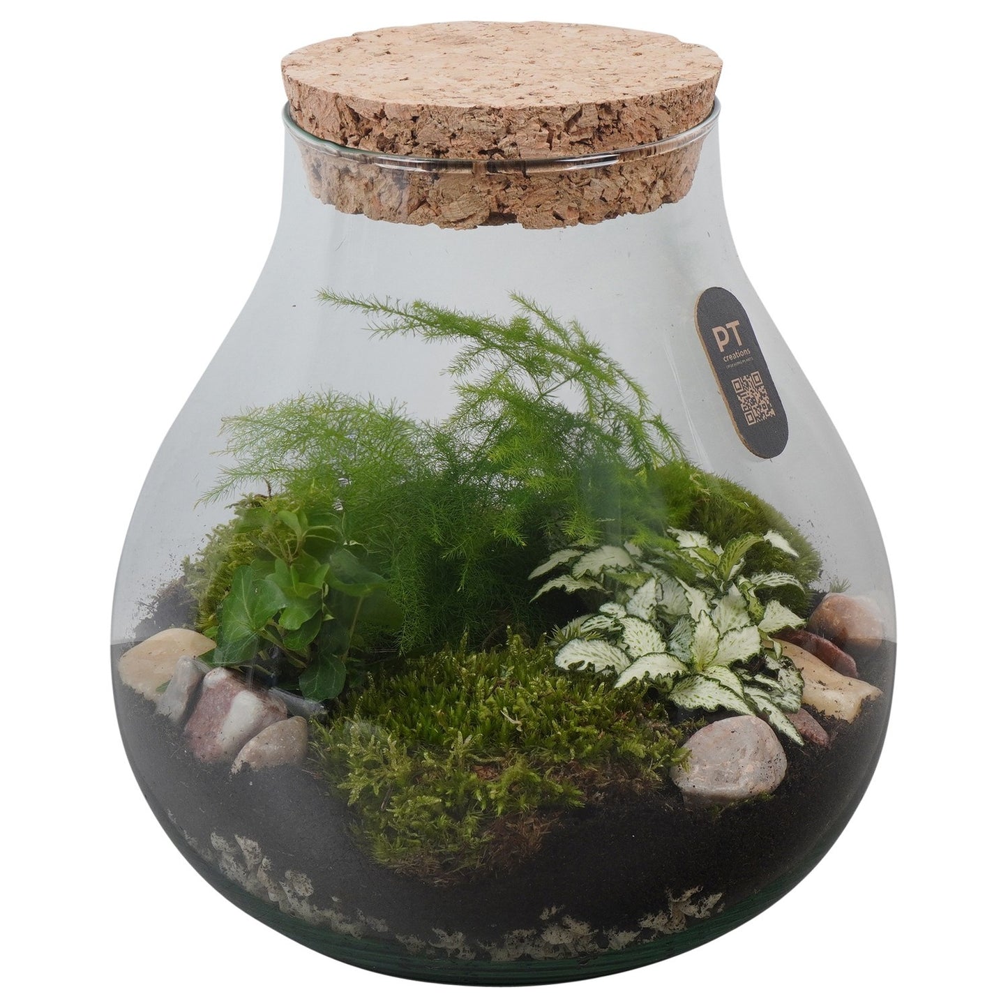 Indoor green arrangement 26cm 23cm Pot