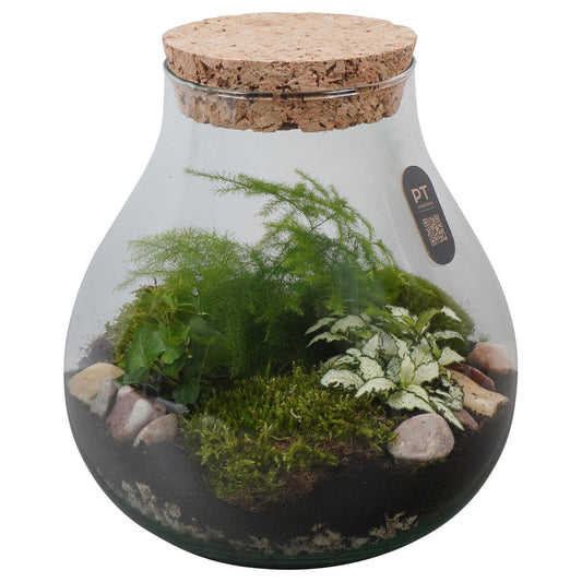 Indoor green arrangement 26cm 23cm Pot