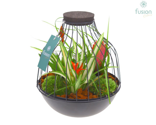 arr. Bromelia 25cm 21cm Pot