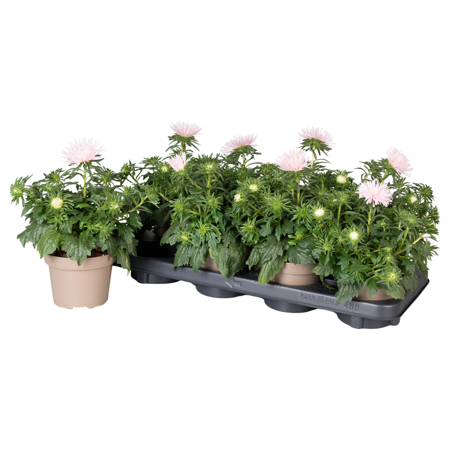 Callistephus light pink 25cm 12cm Pot