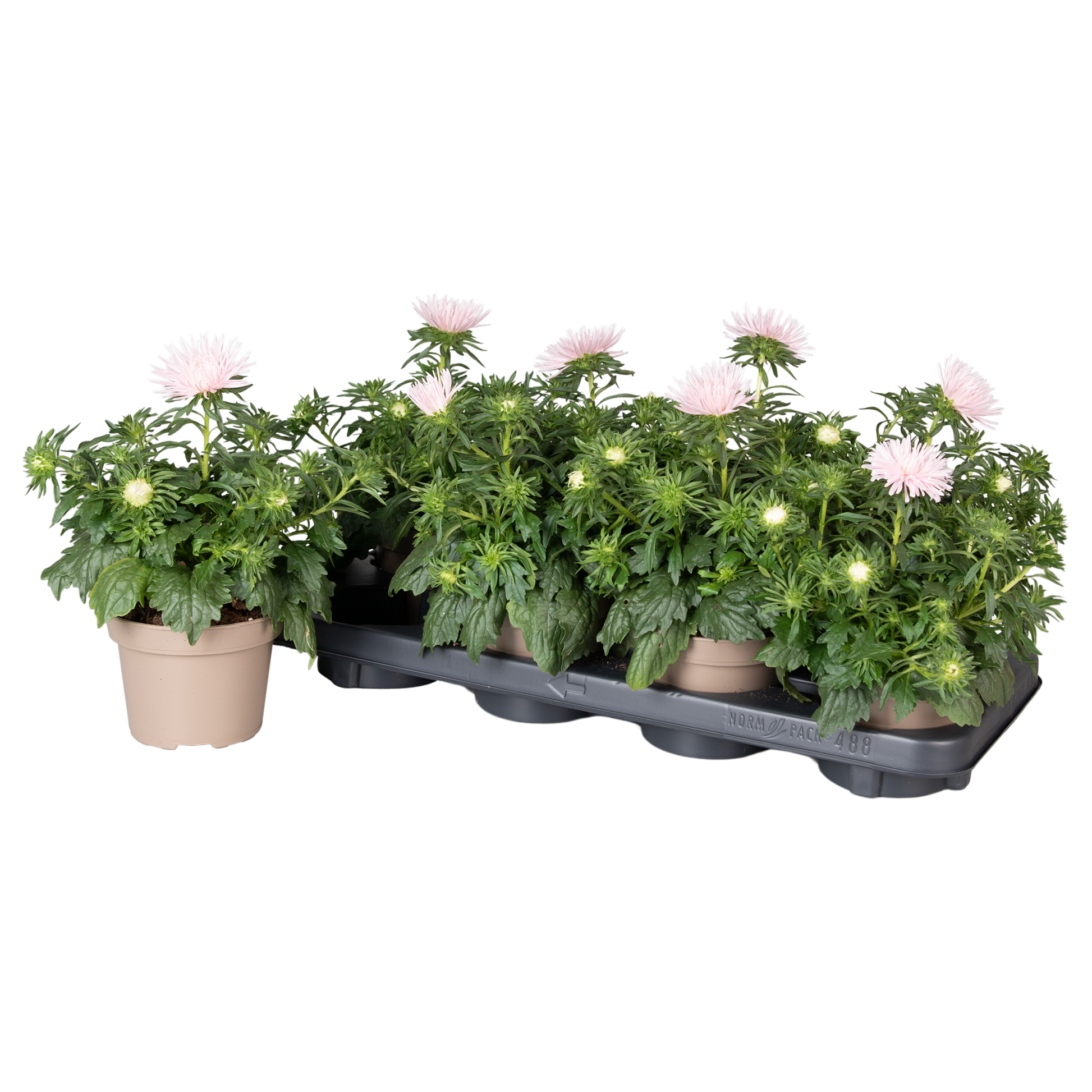 Callistephus light pink 25cm 12cm Pot