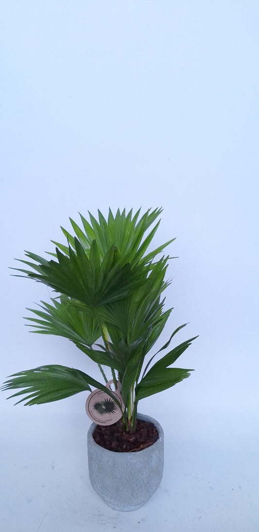 Livistona rotundifolia 45cm 15cm Pot