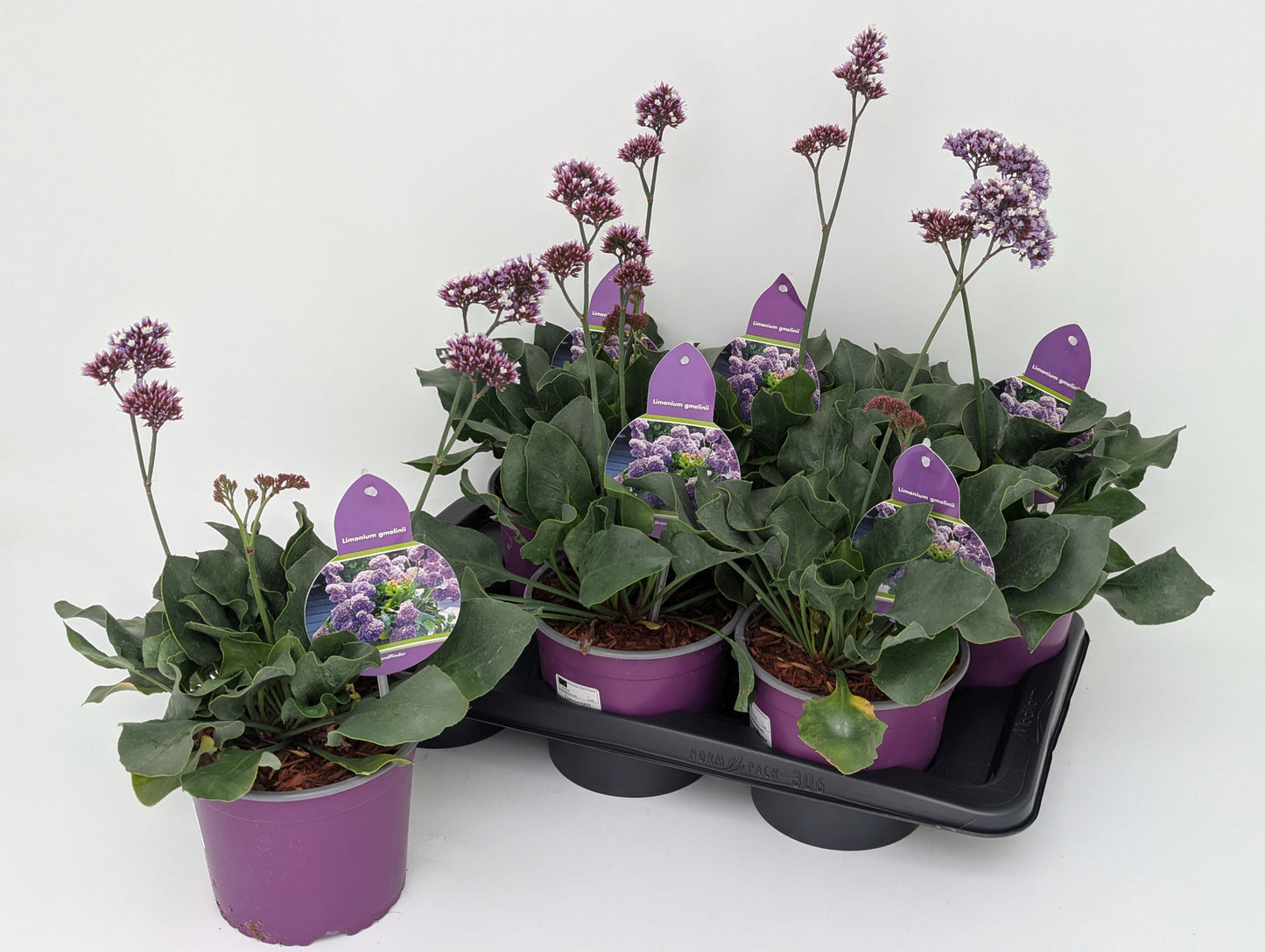 Limonium Purple Parachute 50cm 17cm Pot