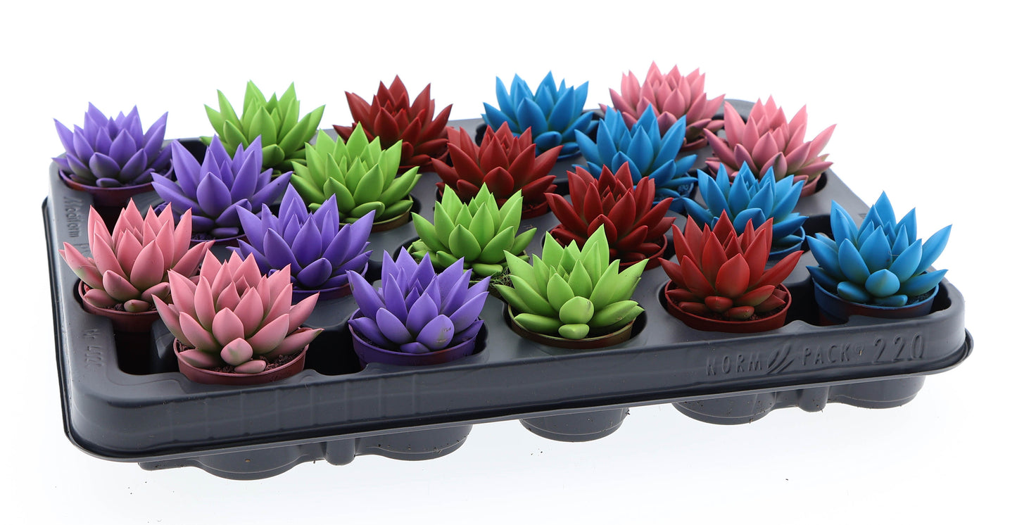 Rainbow mix 8cm 505cm Pot