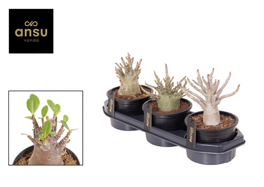 Ansu Adenium obe. Ansu Baobab Pack of 3