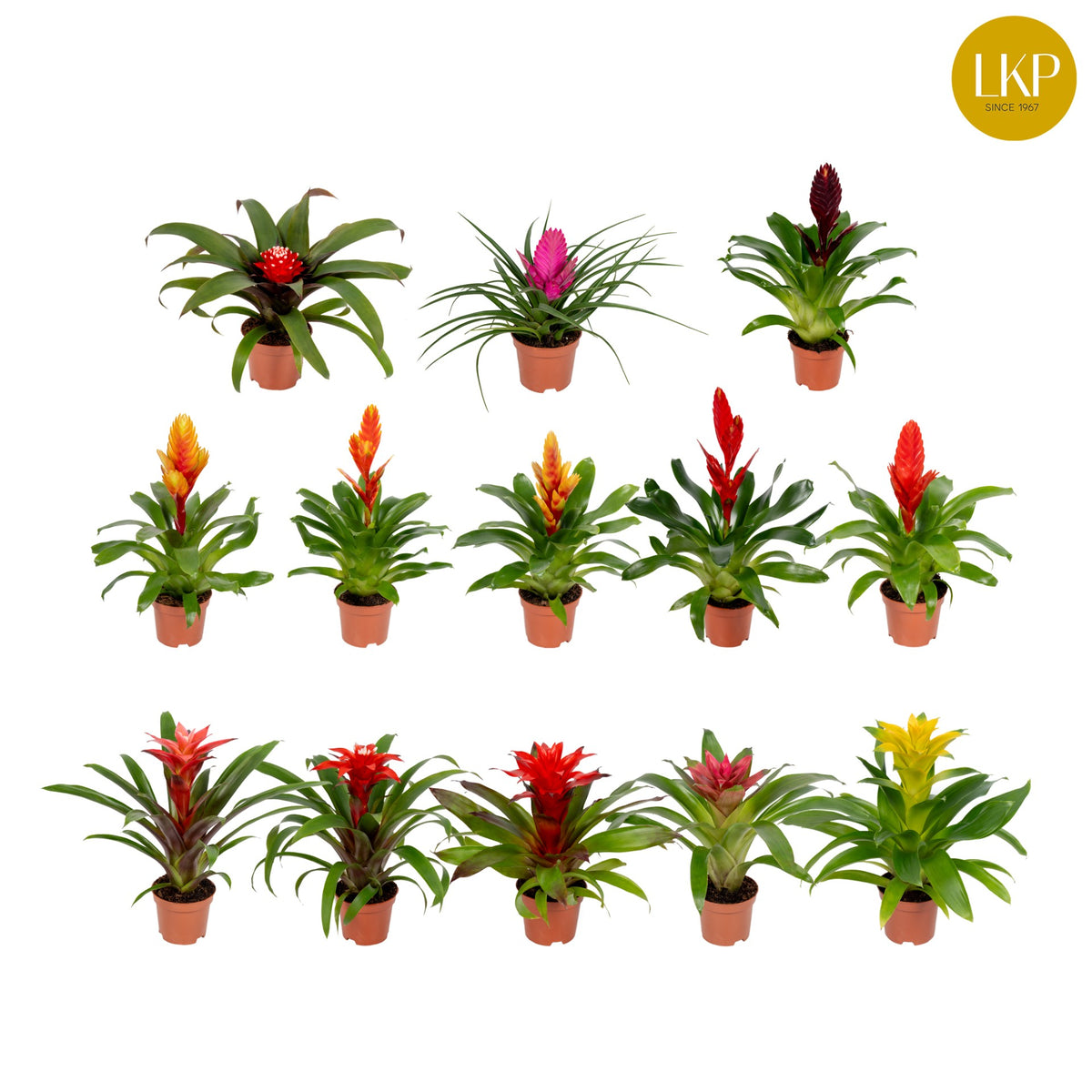 Bromelia mix 30cm 10.5cm Pot