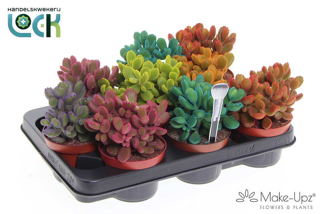 Cotyledon ladysmithiensis 15cm 10.5cm Pot