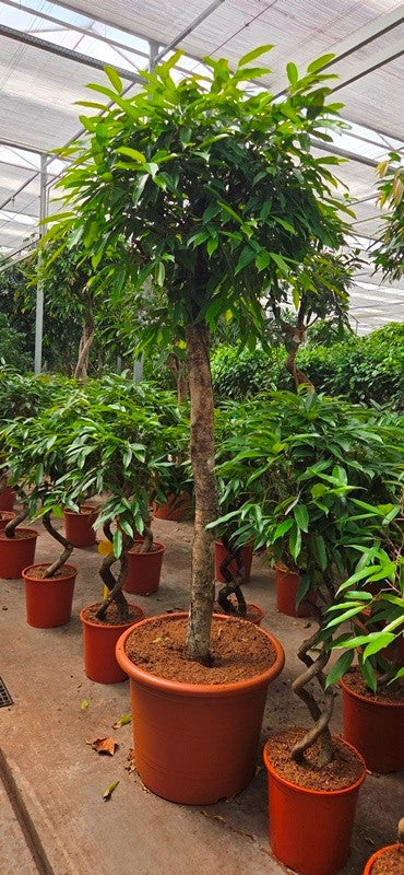 Ficus Amstel King 270cm 60cm Pot