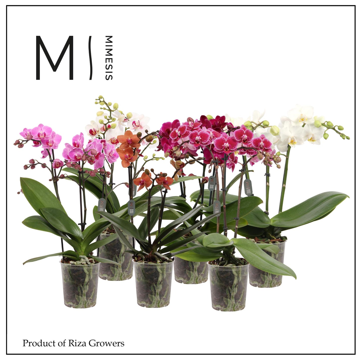 Phalaenopsis mix Mimesis 40cm 9cm Pot