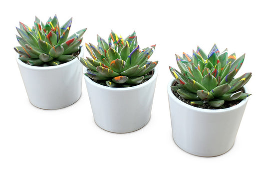 Echeveria natural + Splash in Lina white ceramic 15cm 12cm Pot