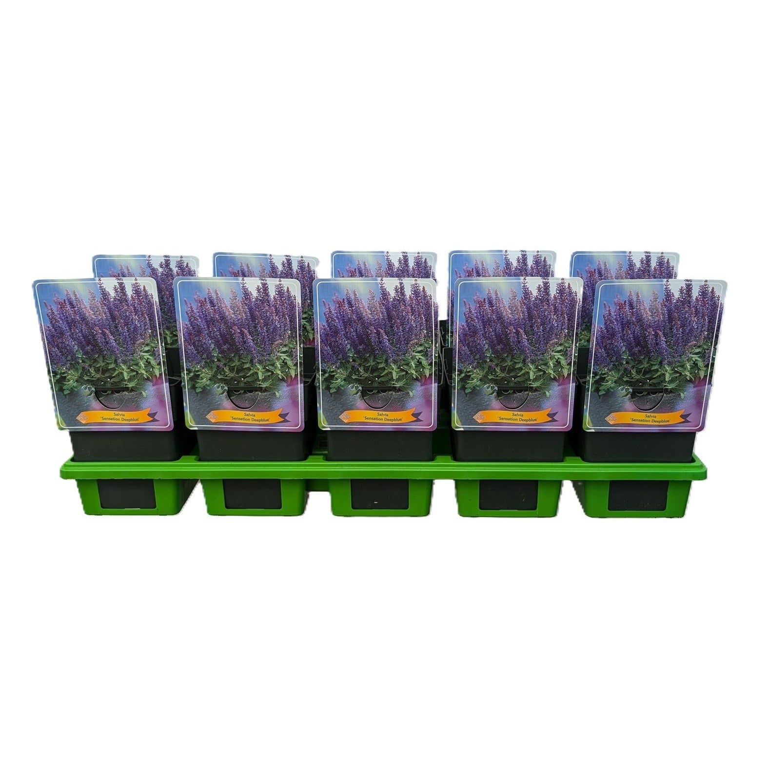 Salvia Sensation Deep Blue 25cm 11cm Pot