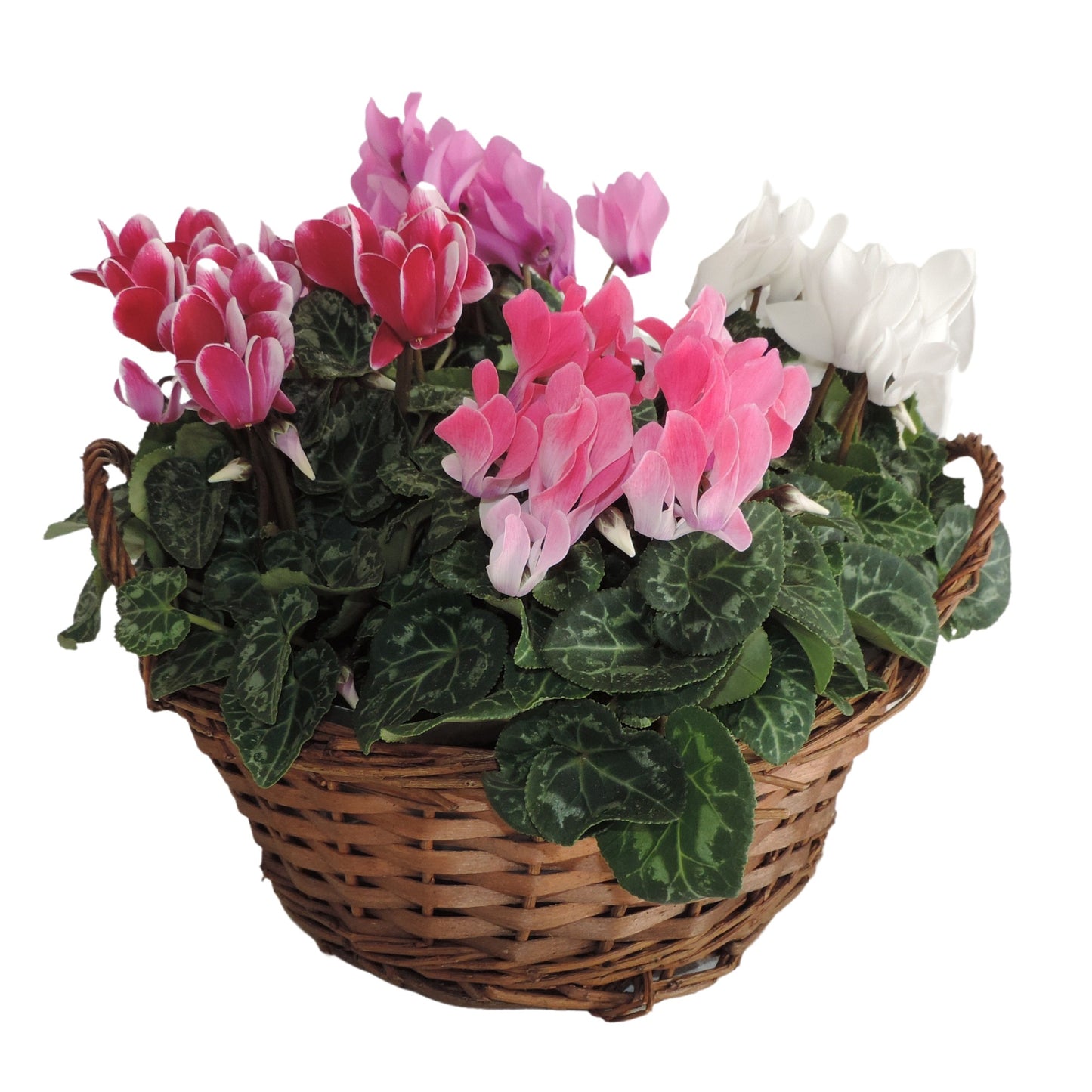 Cyclamen Verano 25cm 25cm Pot