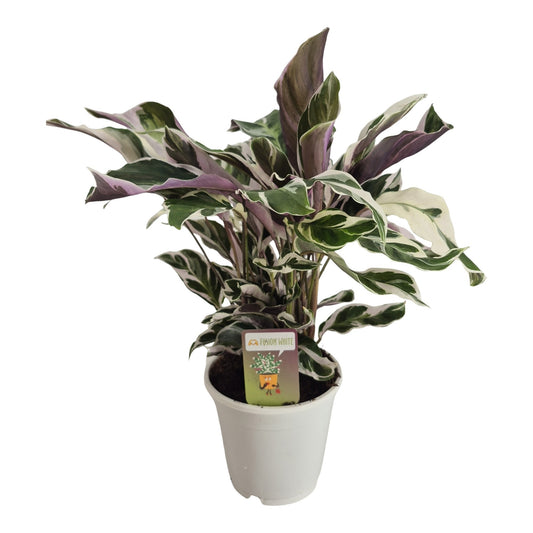 Calathea Fusion White 40cm 14cm Pot