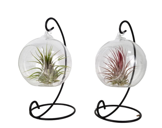 Tillandsia cyanea 20cm 10cm Pot