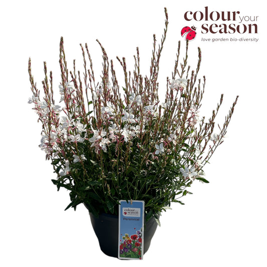 Gaura lindheimeri 617cm 26cm Pot