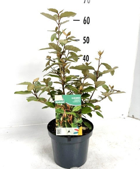 Elaeagnus Ebbingei 60cm 19cm Pot