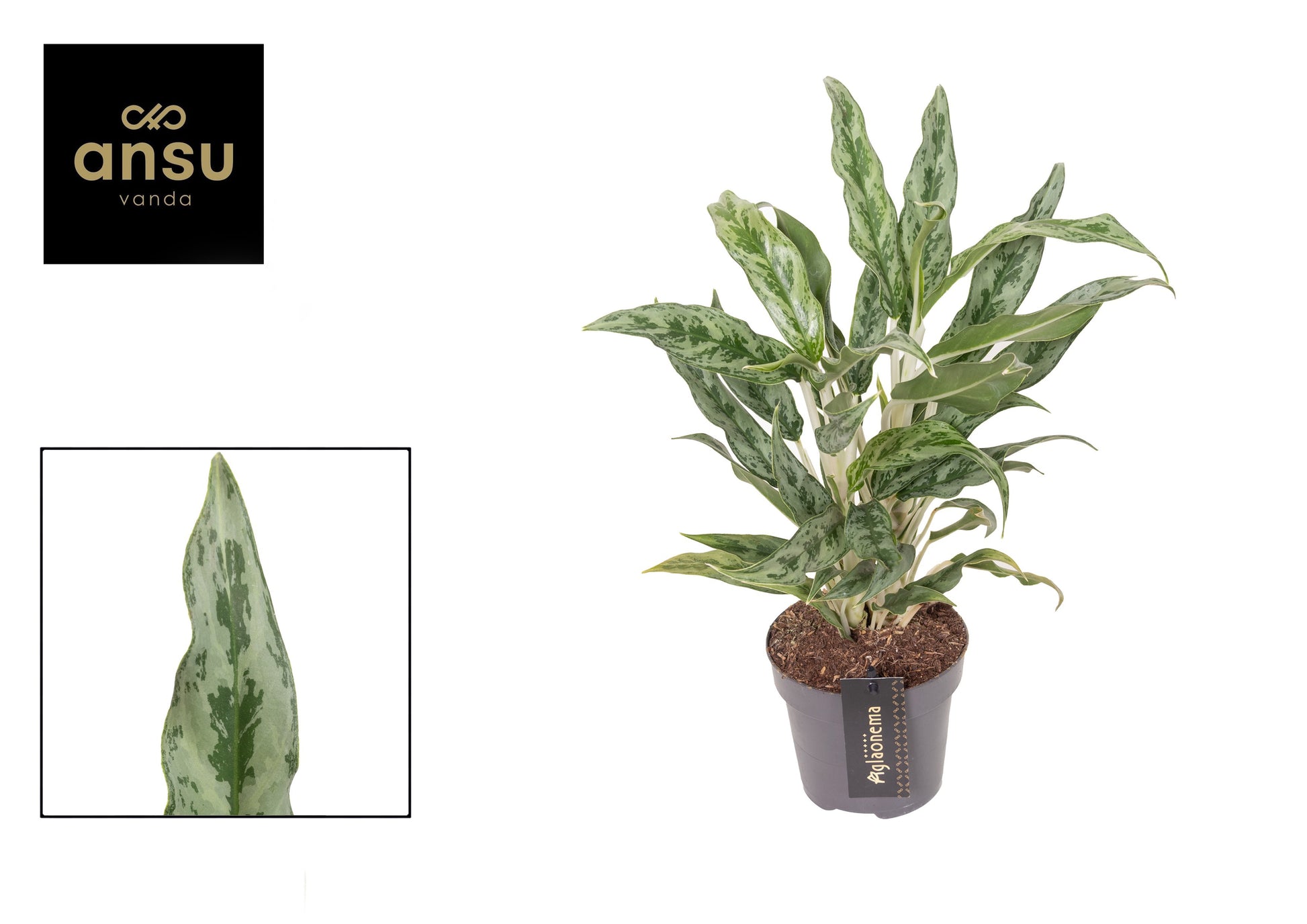 Aglaonema Greyhound 35cm 12cm Pot