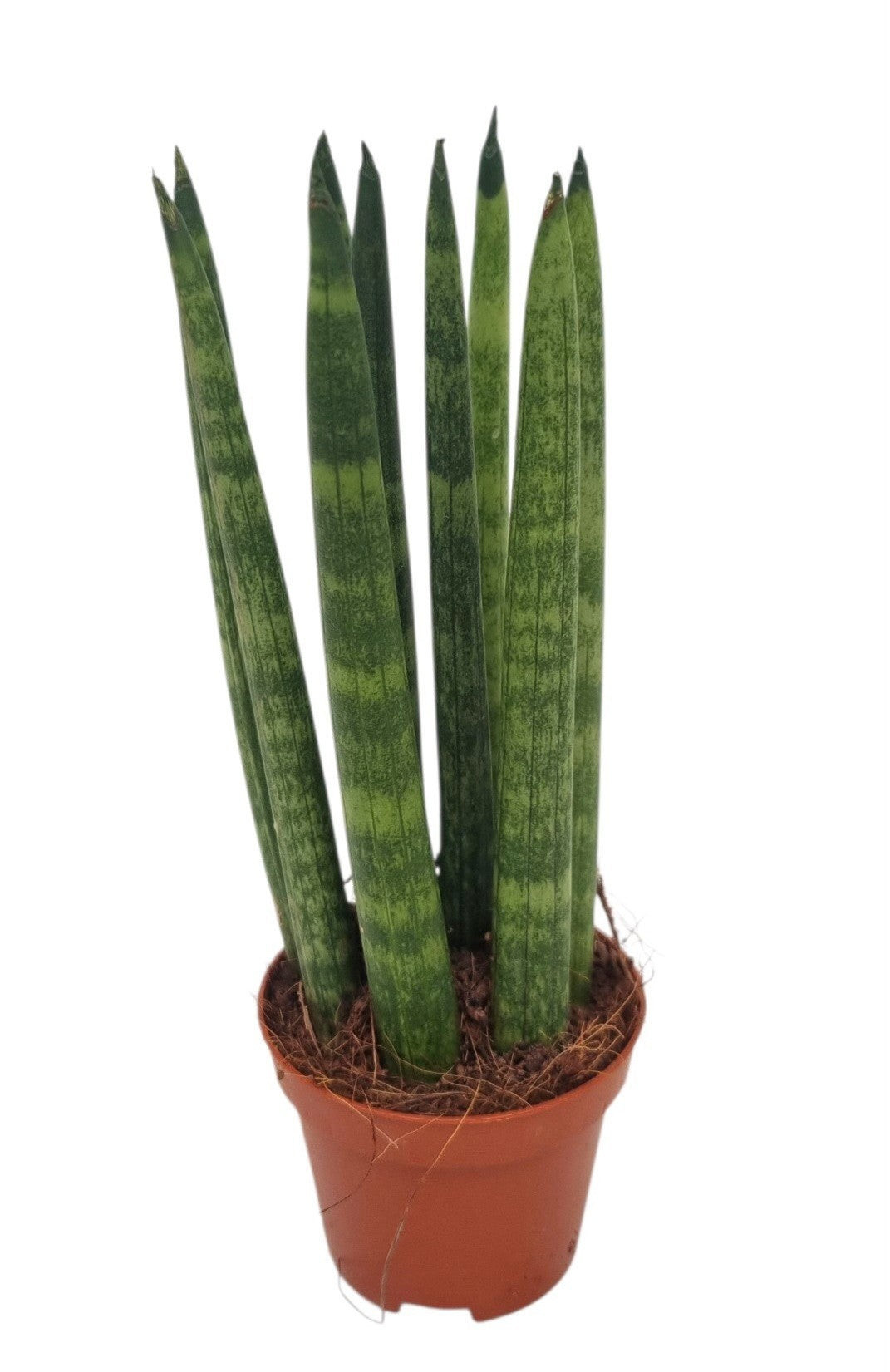 Sansevieria cylindrica 15cm 6cm Pot
