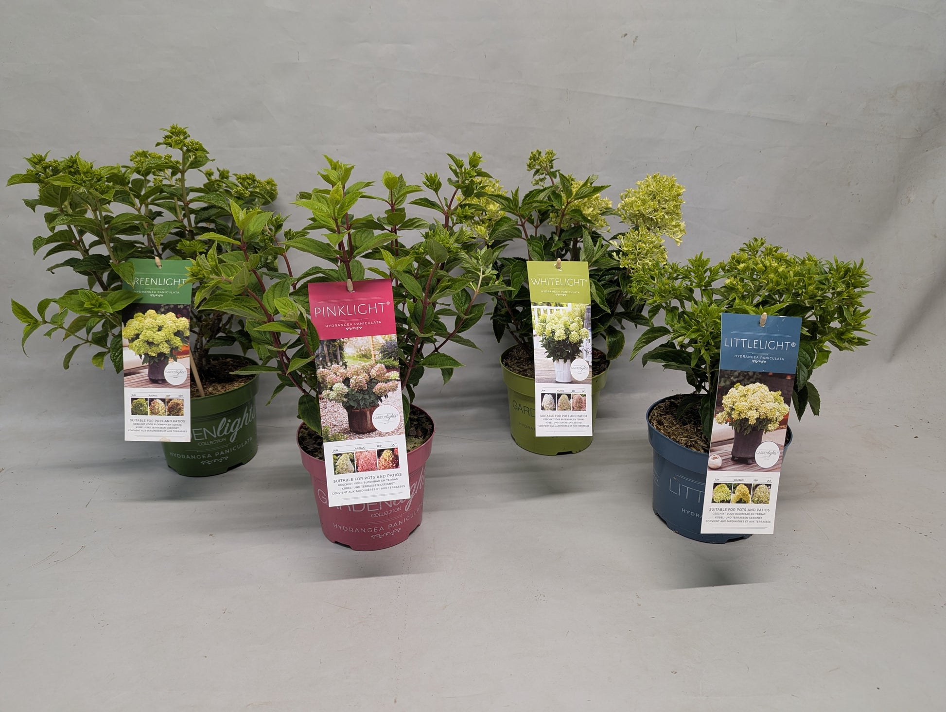 Hydrangea pan. mix 45cm 17cm Pot