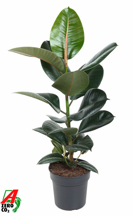 Ficus Robusta 60cm 19cm Pot