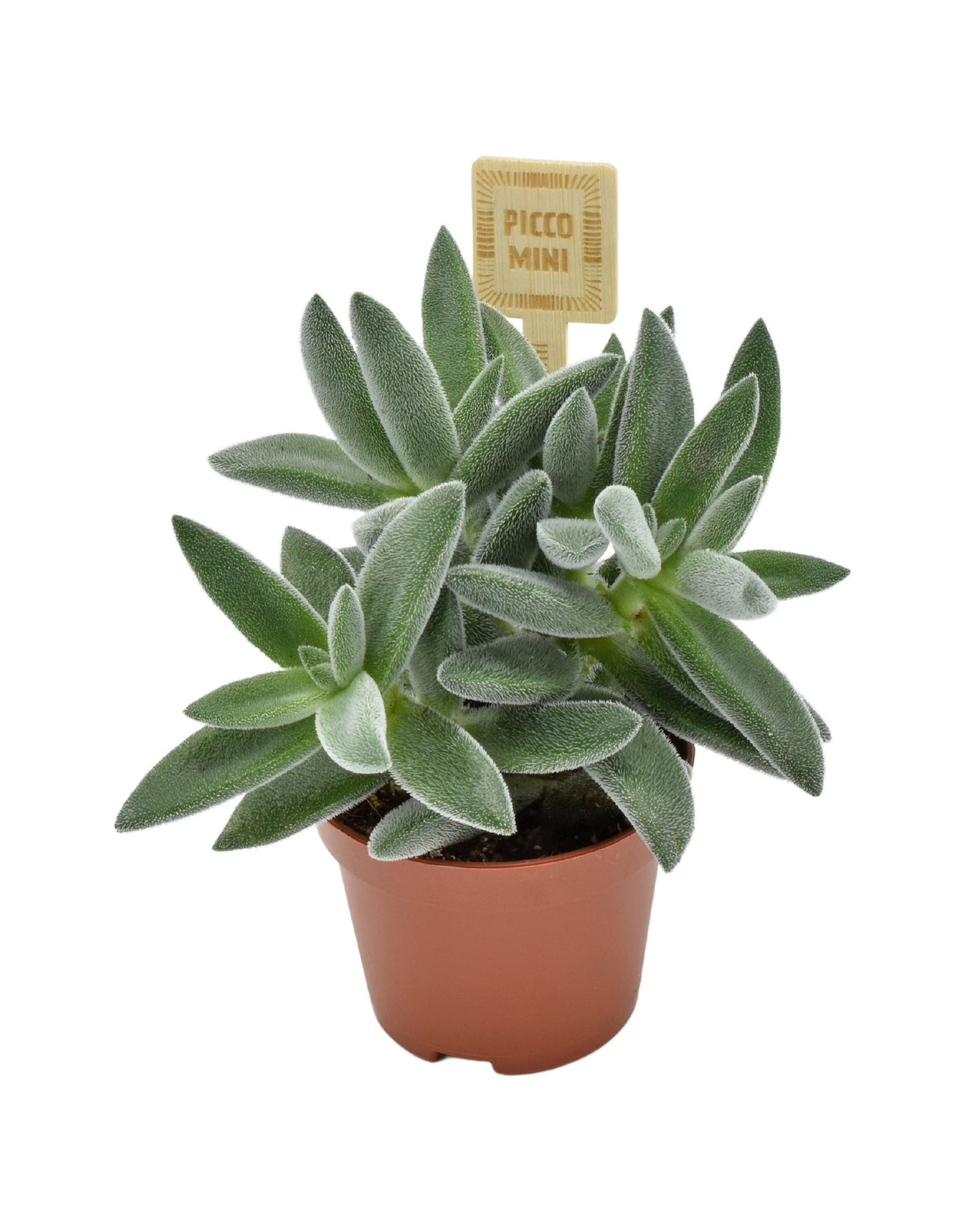 Crassula Tarantula 11cm 6cm Pot